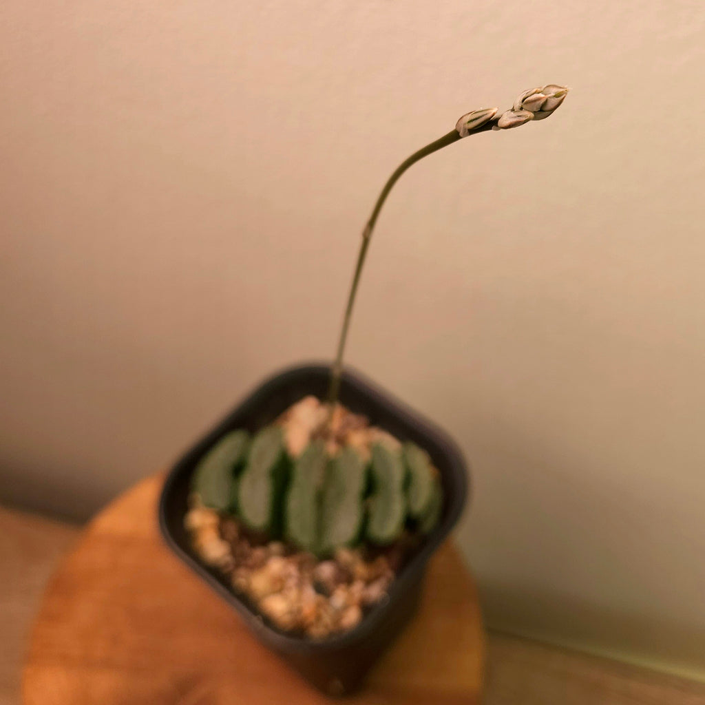 Haworthia truncata – Unique Window Succulent