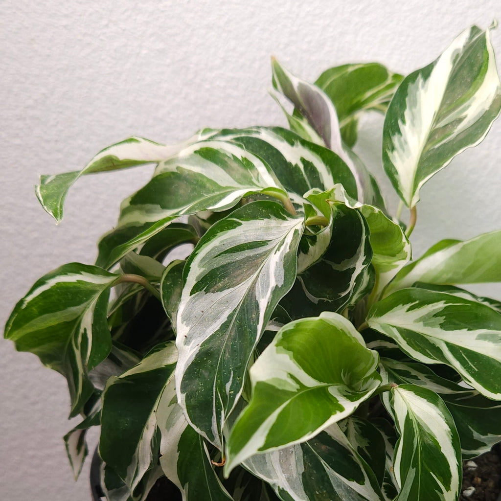 Calathea White Fusion – Rare Variegated Prayer Plant