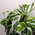 Calathea White Fusion – Rare Variegated Prayer Plant