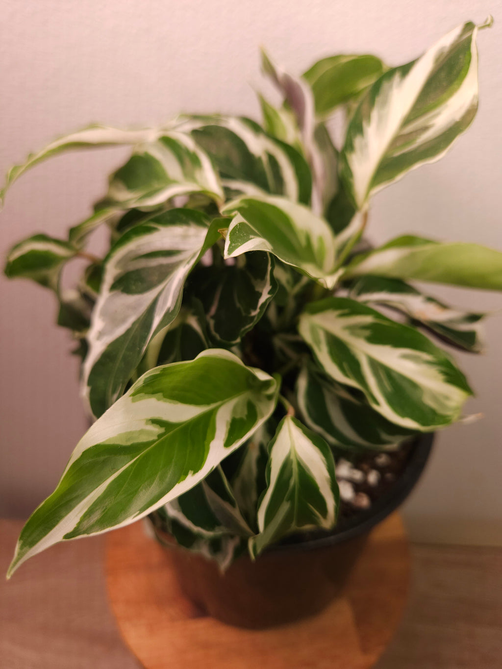 Calathea White Fusion – Rare Variegated Prayer Plant