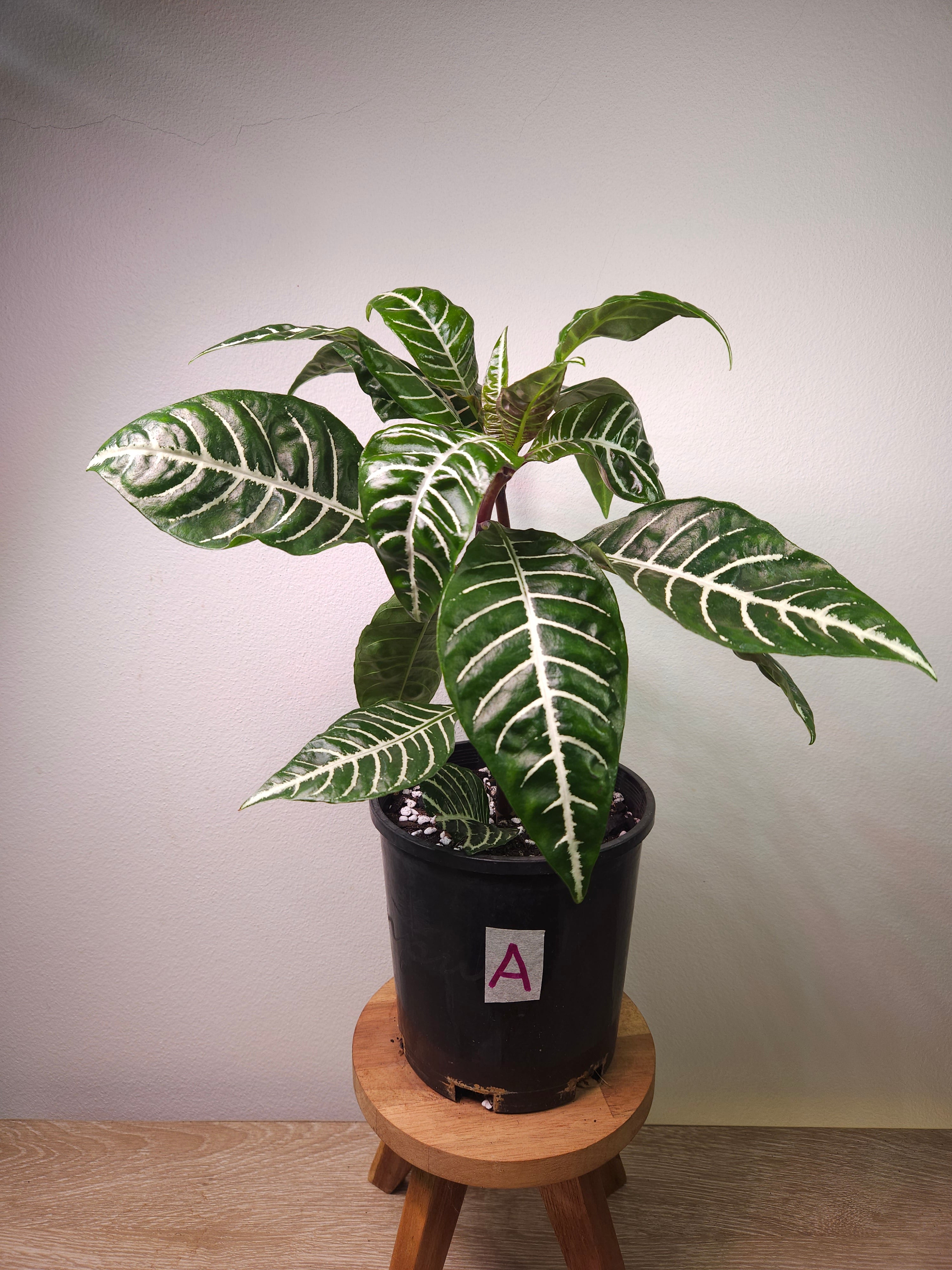 Aphelandra ‘Zebra Plant’
