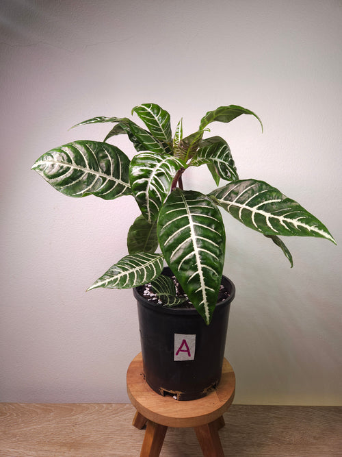 Aphelandra ‘Zebra Plant’