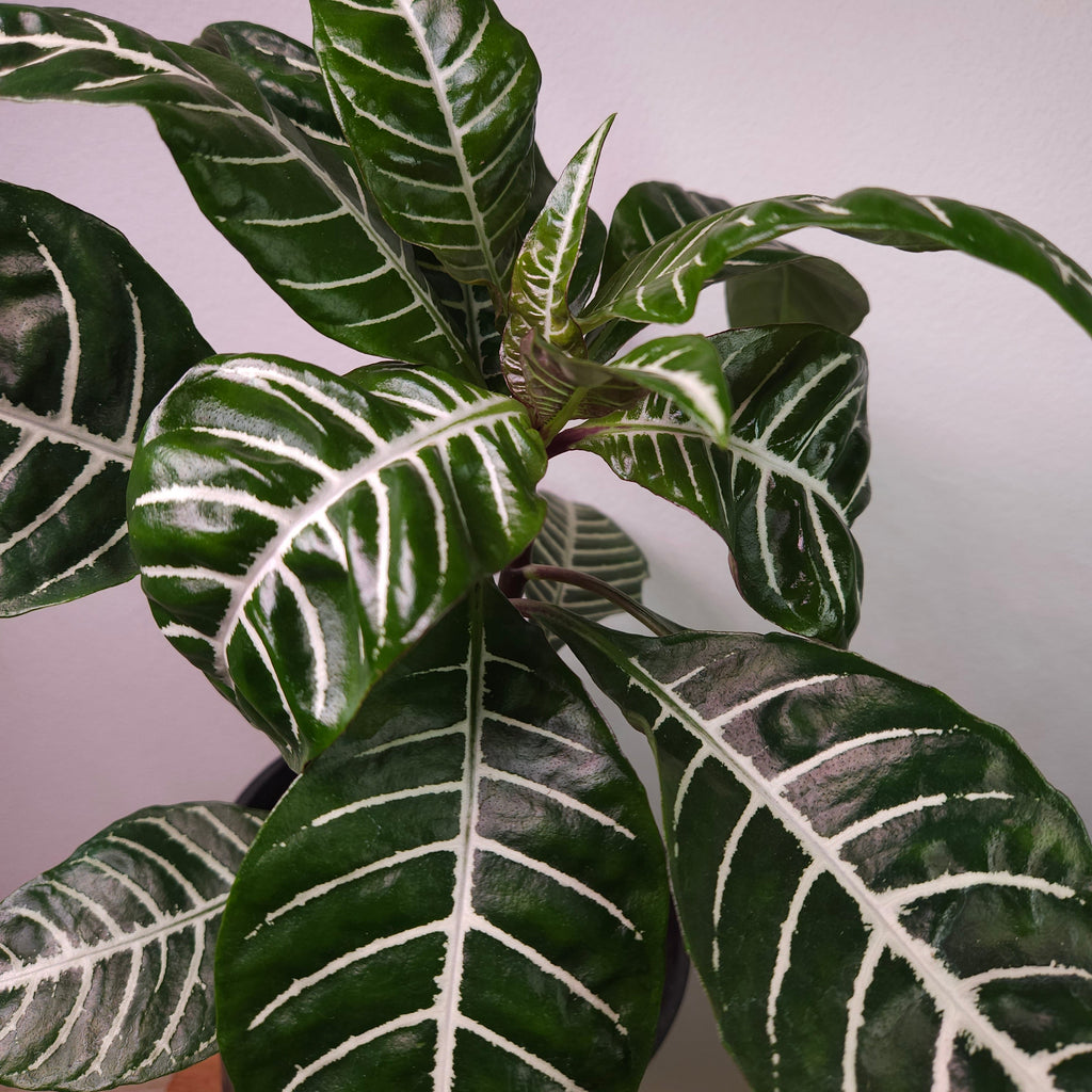 Aphelandra ‘Zebra Plant’