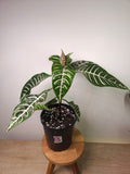 Aphelandra ‘Zebra Plant’
