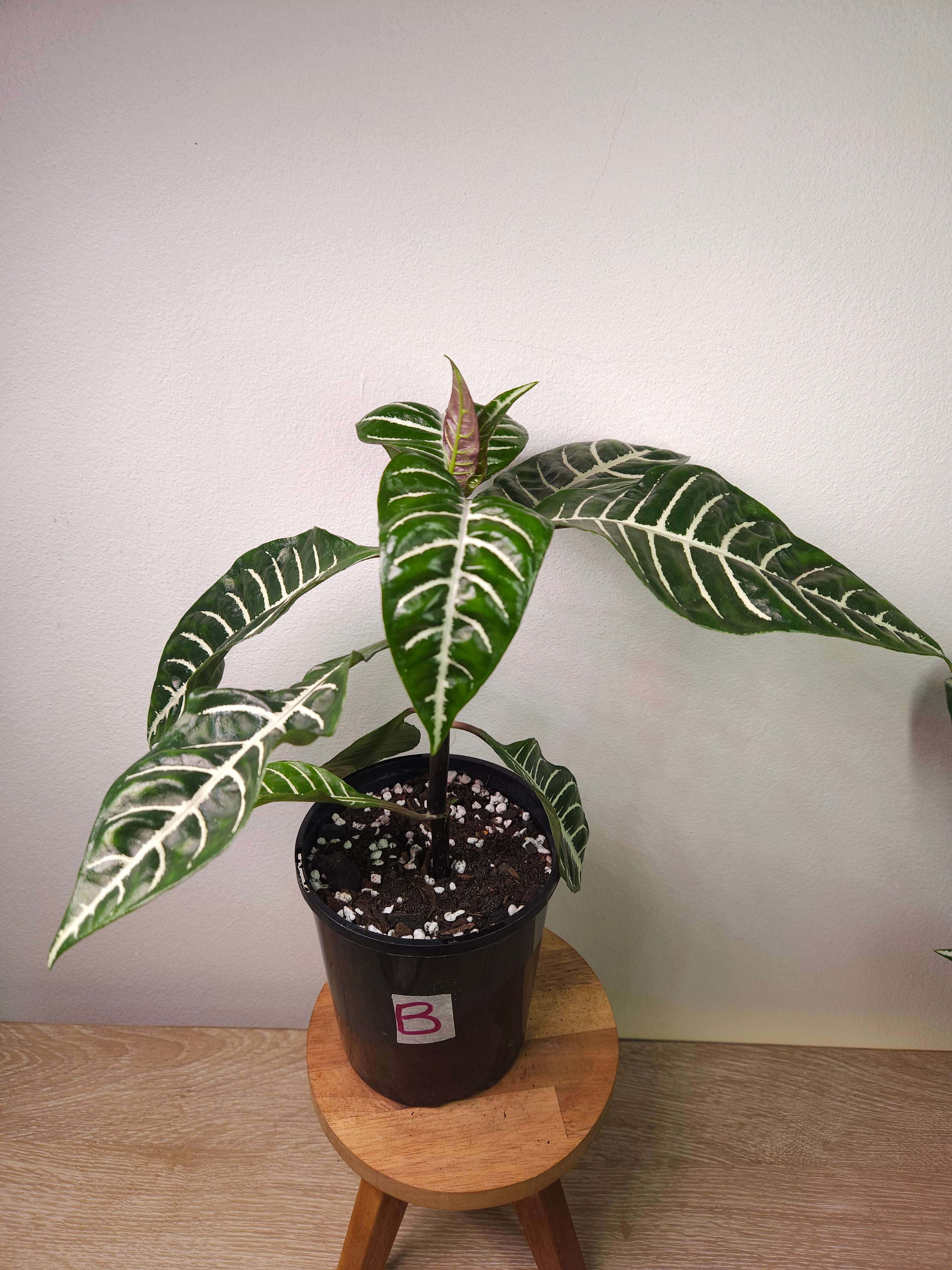 Aphelandra ‘Zebra Plant’