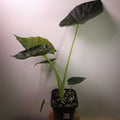 Alocasia ‘Regal Shield’ – Bold Statement Elephant Ear