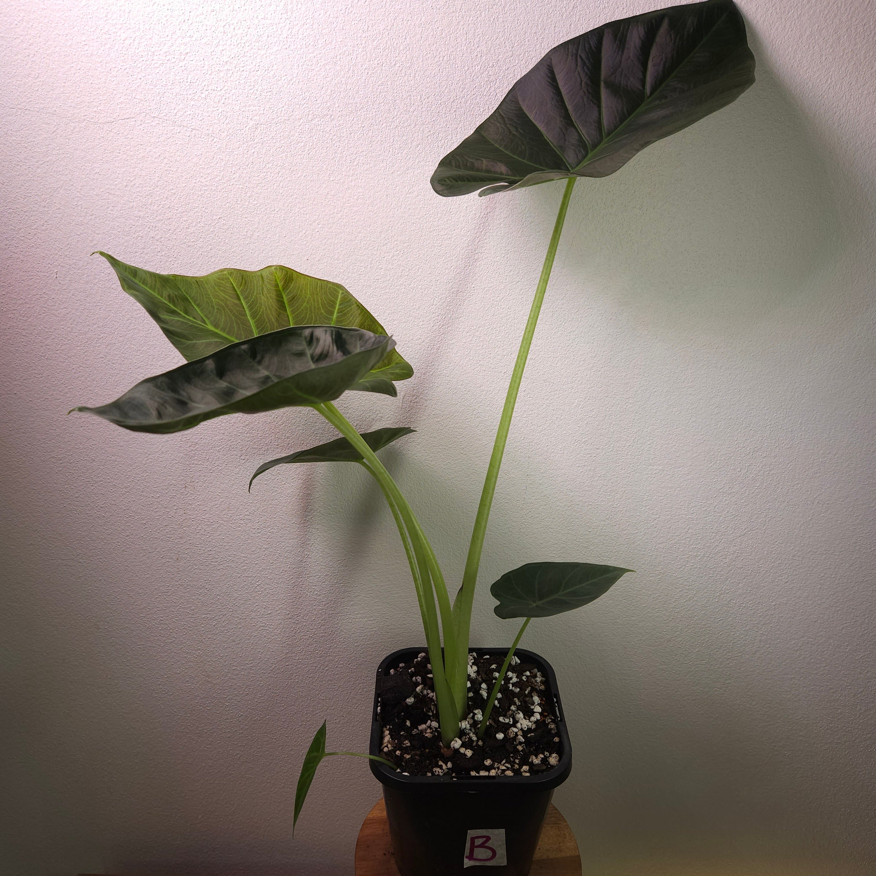 Alocasia ‘Regal Shield’ – Bold Statement Elephant Ear