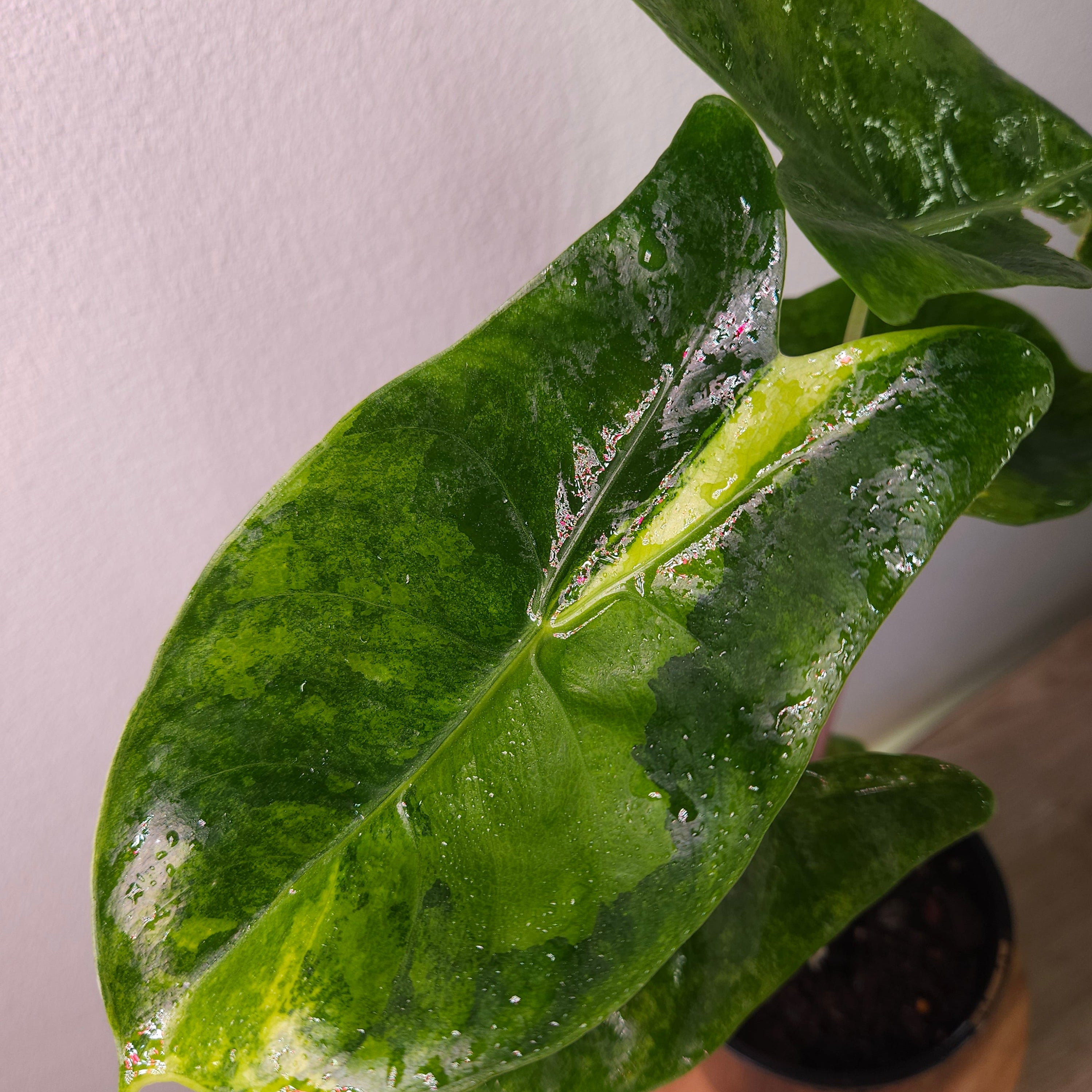Alocasia Pink Dragon ‘Block Brocade’ Variegated