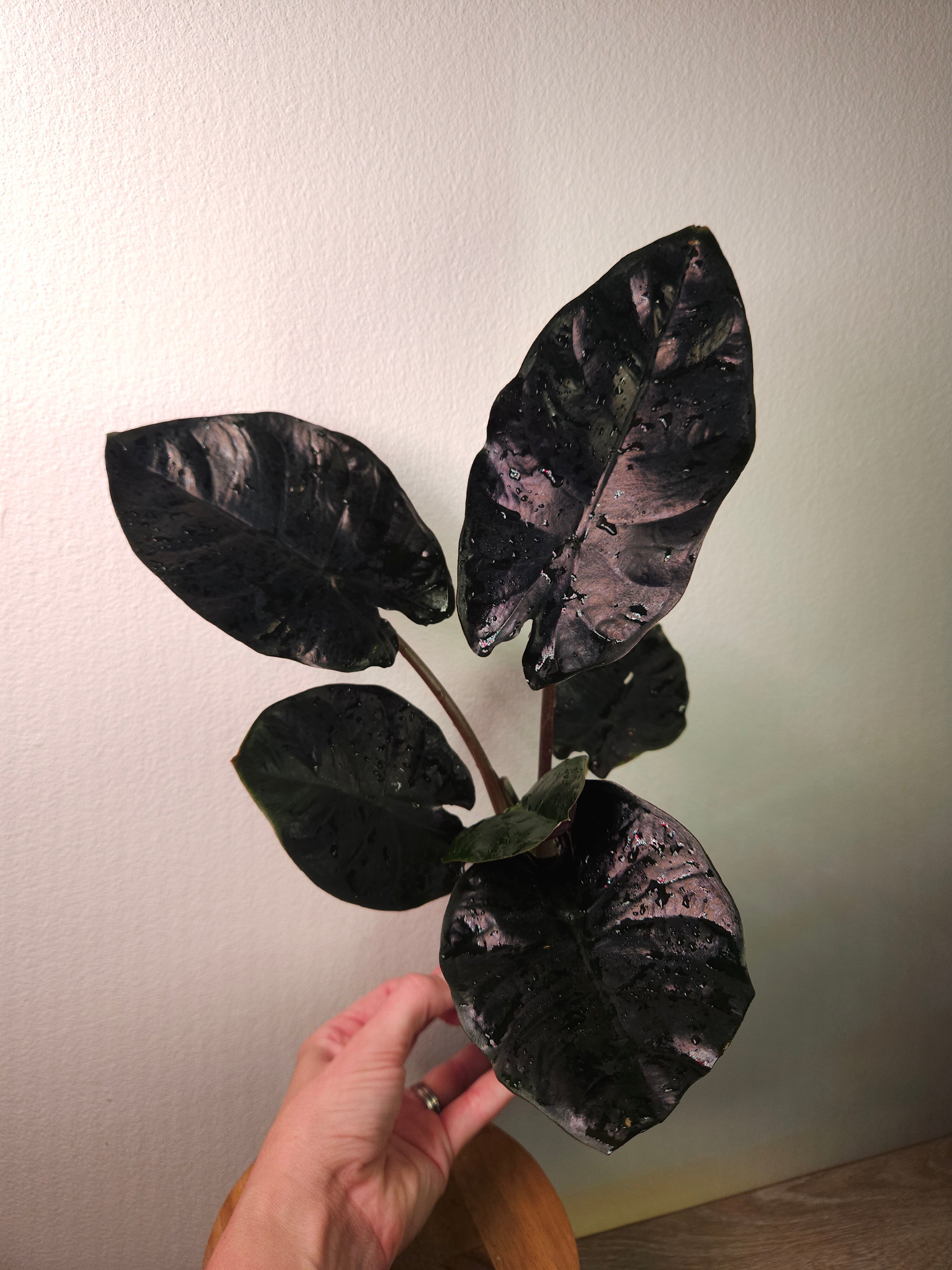 Alocasia Infernalis – Dark Jewel Alocasia