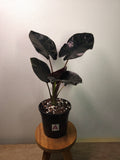 Alocasia Infernalis – Dark Jewel Alocasia
