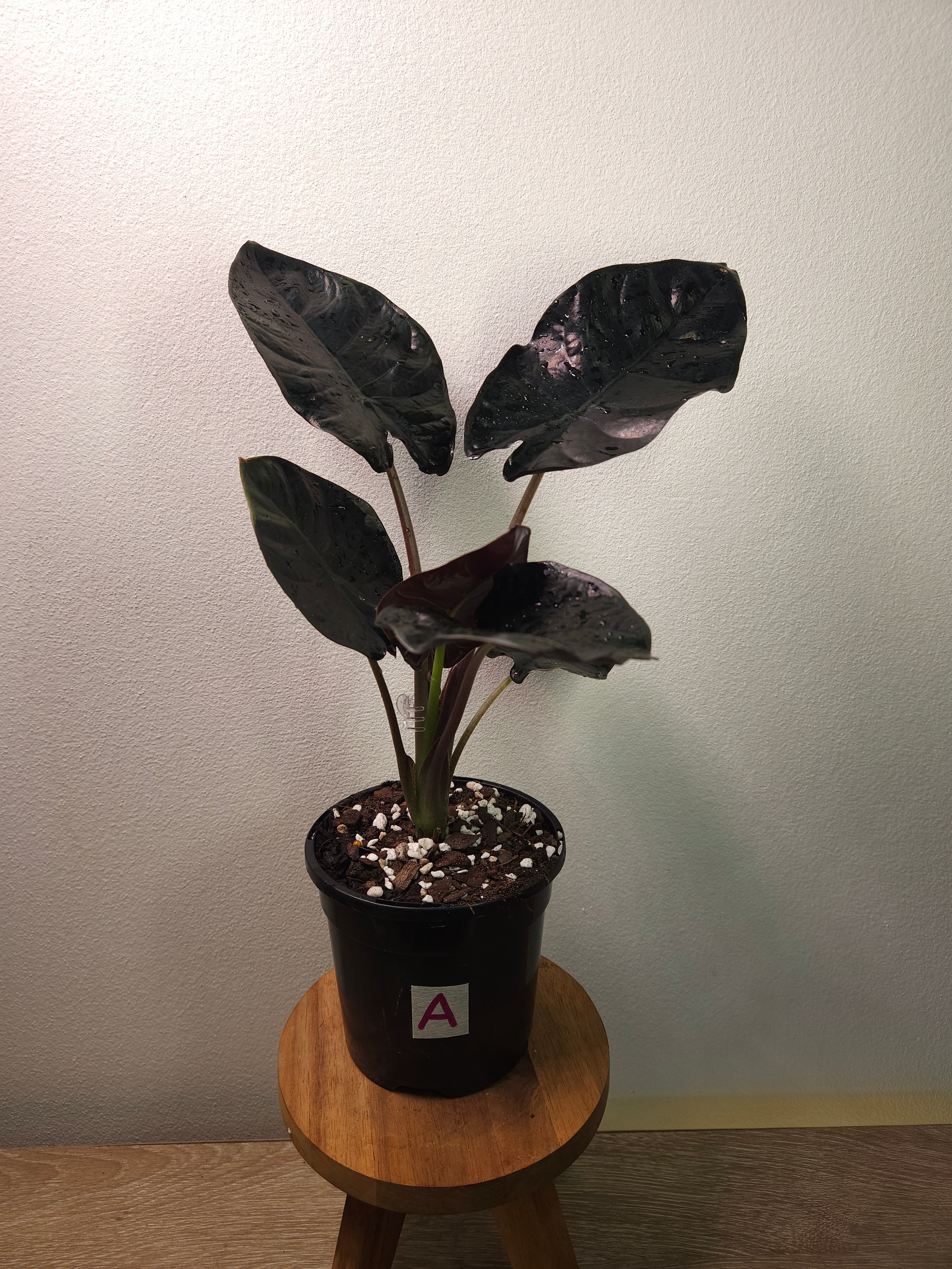 Alocasia Infernalis – Dark Jewel Alocasia