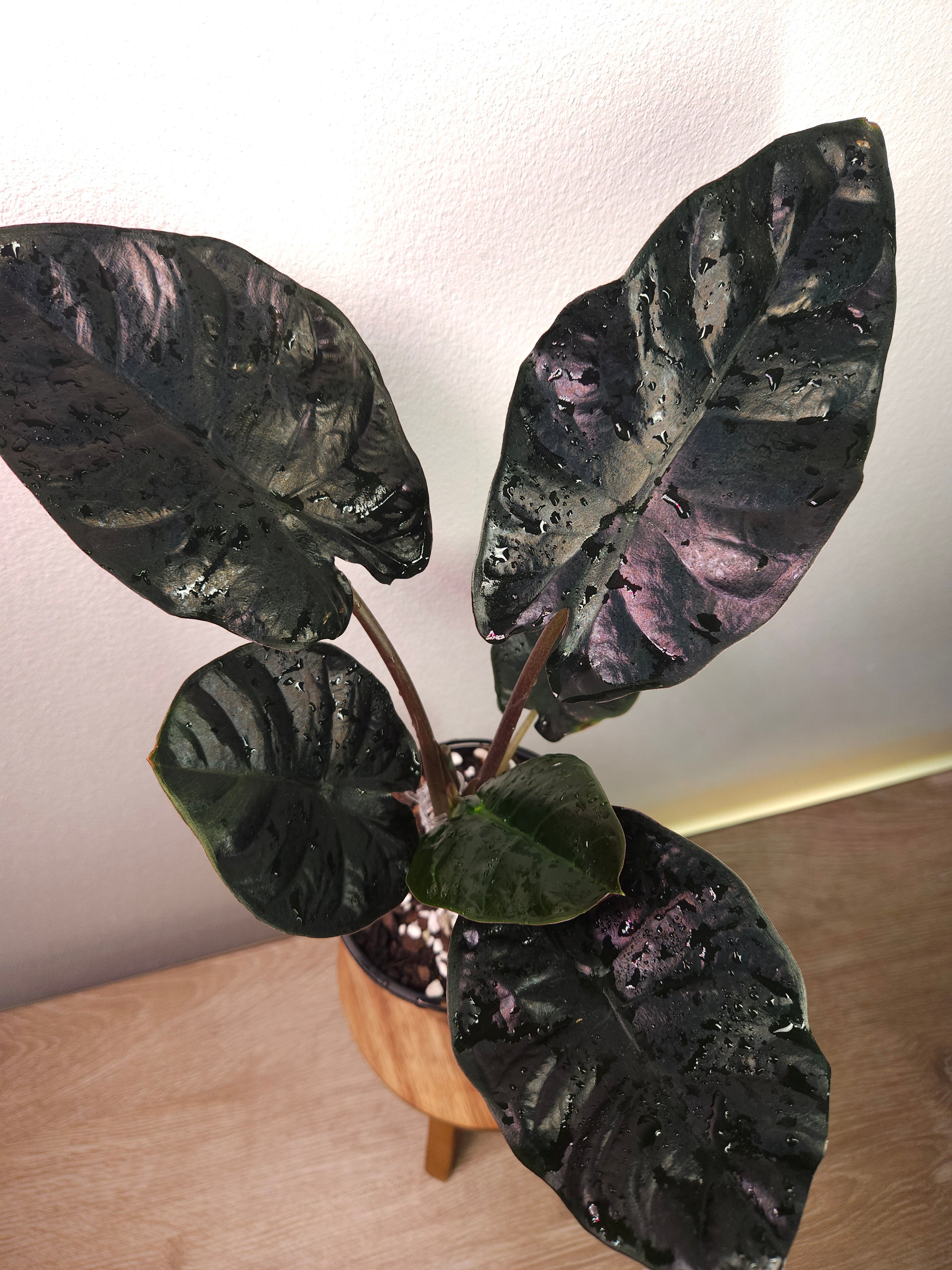 Alocasia Infernalis – Dark Jewel Alocasia