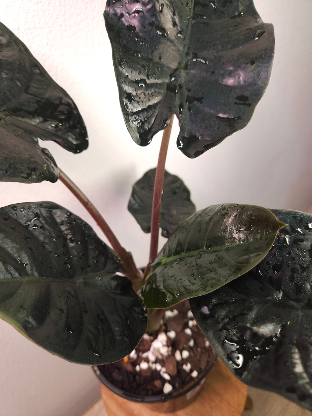 Alocasia Infernalis – Dark Jewel Alocasia