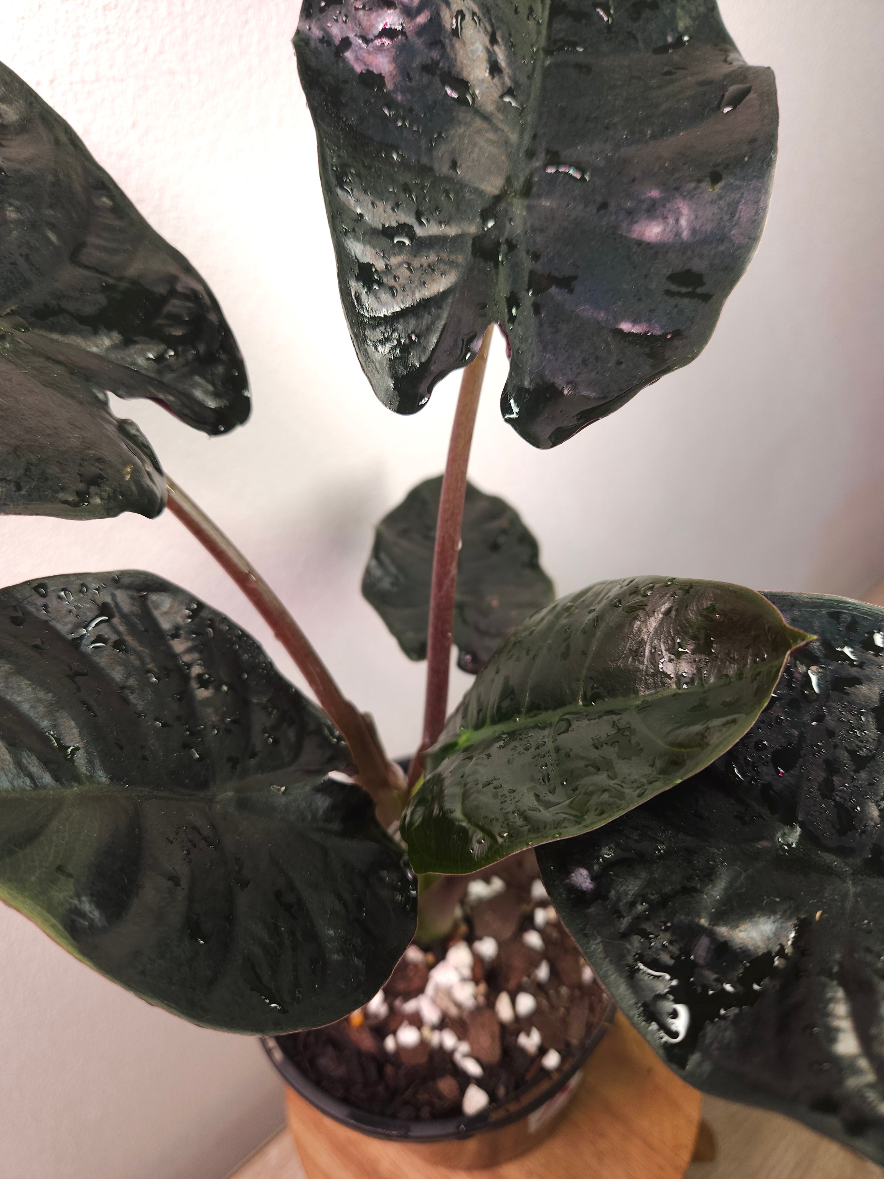 Alocasia Infernalis – Dark Jewel Alocasia