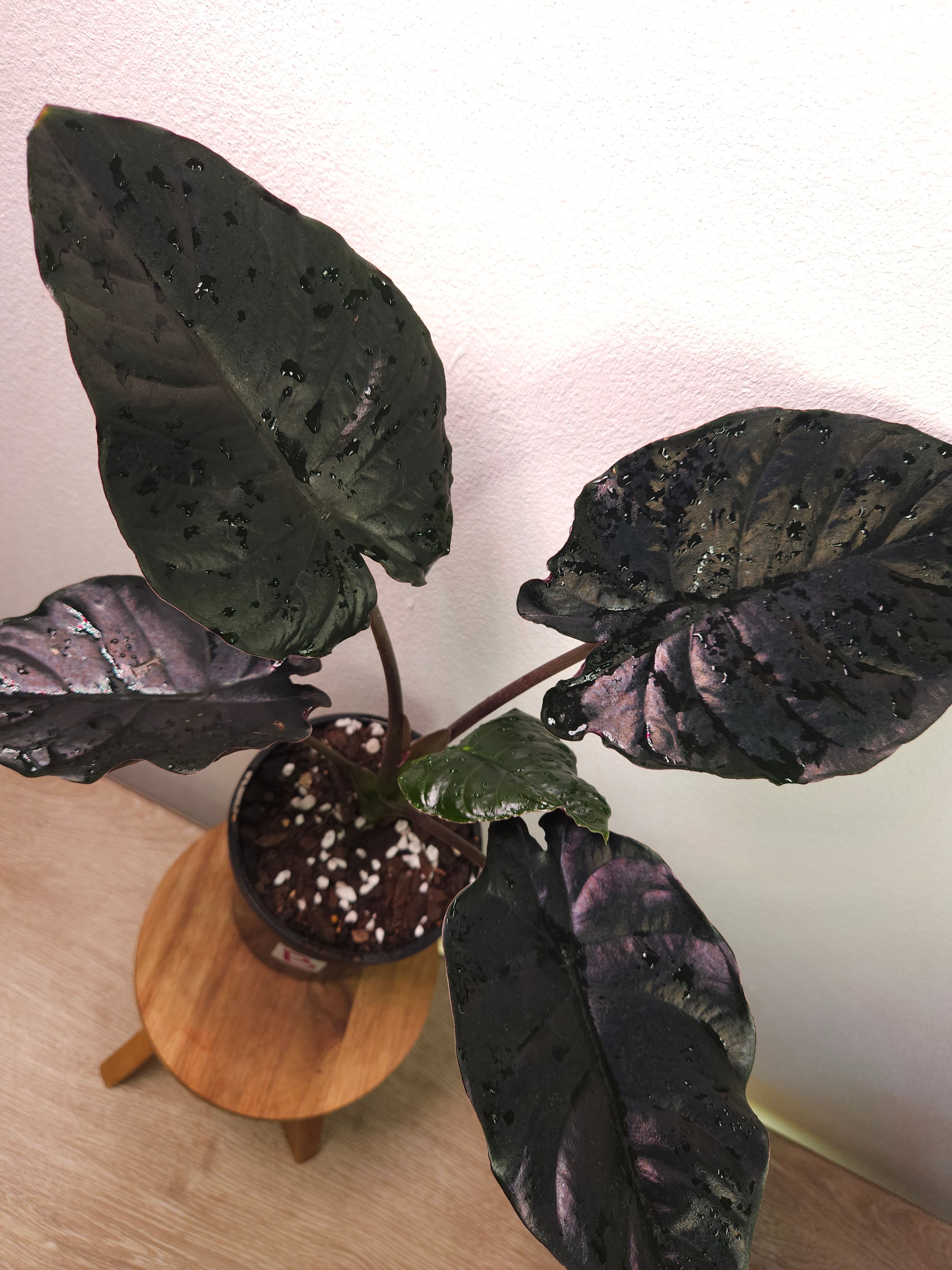 Alocasia Infernalis – Dark Jewel Alocasia
