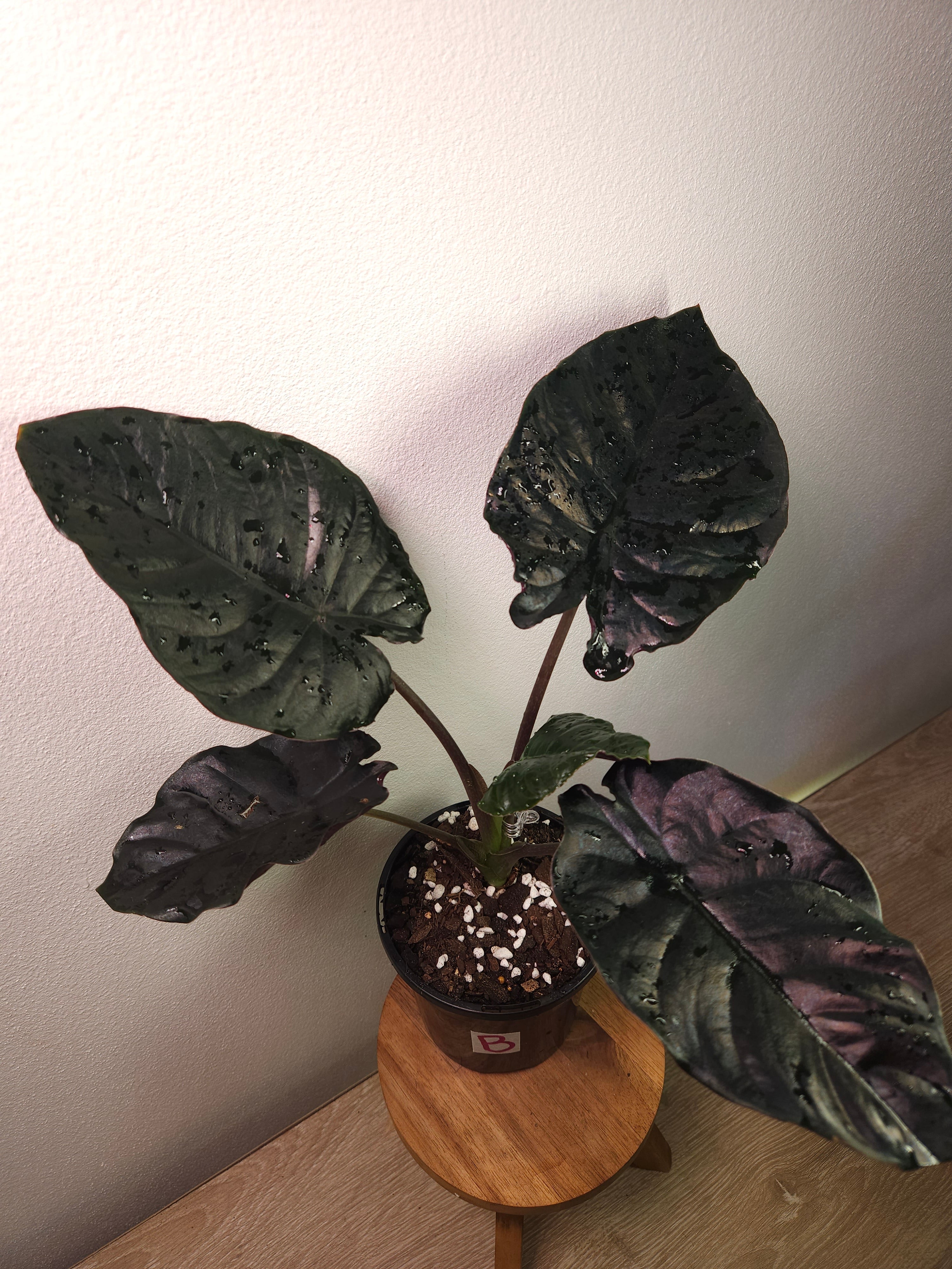 Alocasia Infernalis – Dark Jewel Alocasia