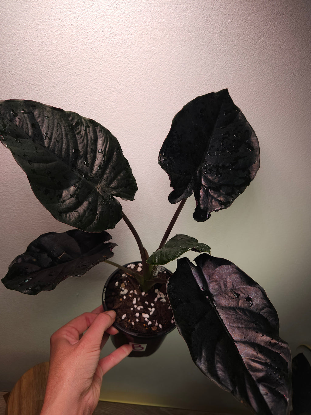 Alocasia Infernalis – Dark Jewel Alocasia