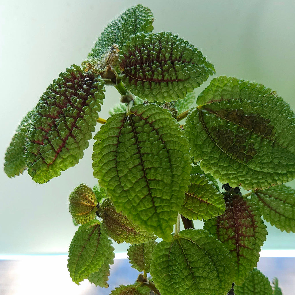 Pilea Moon Valley