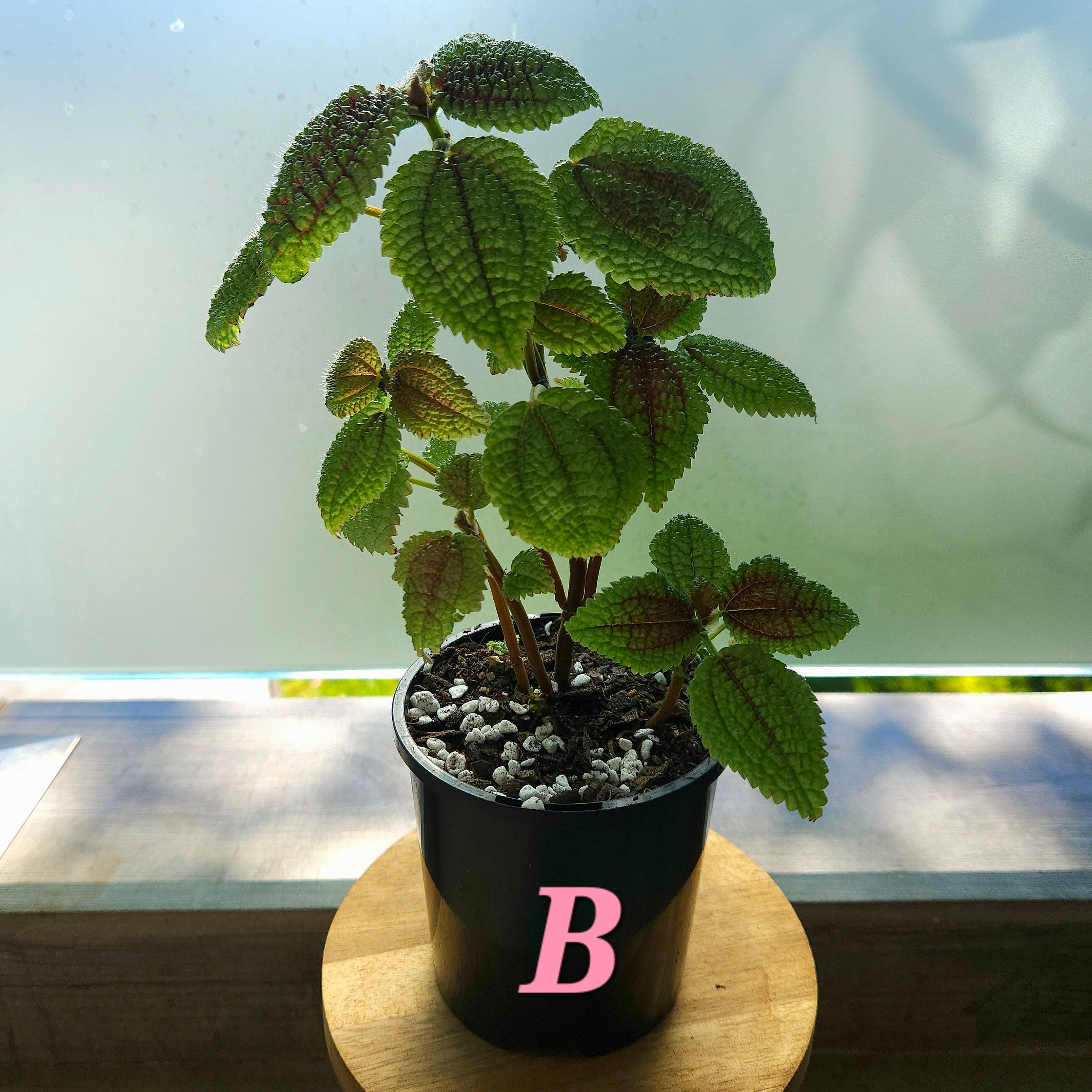Pilea Moon Valley