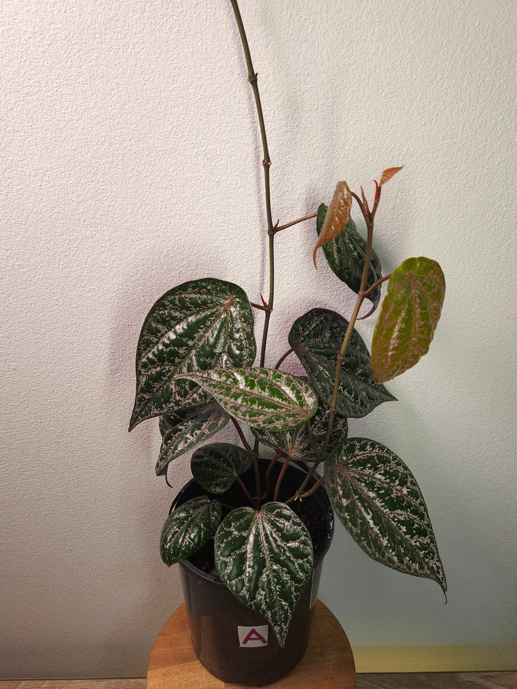 Piper Ornatum/Crocatum