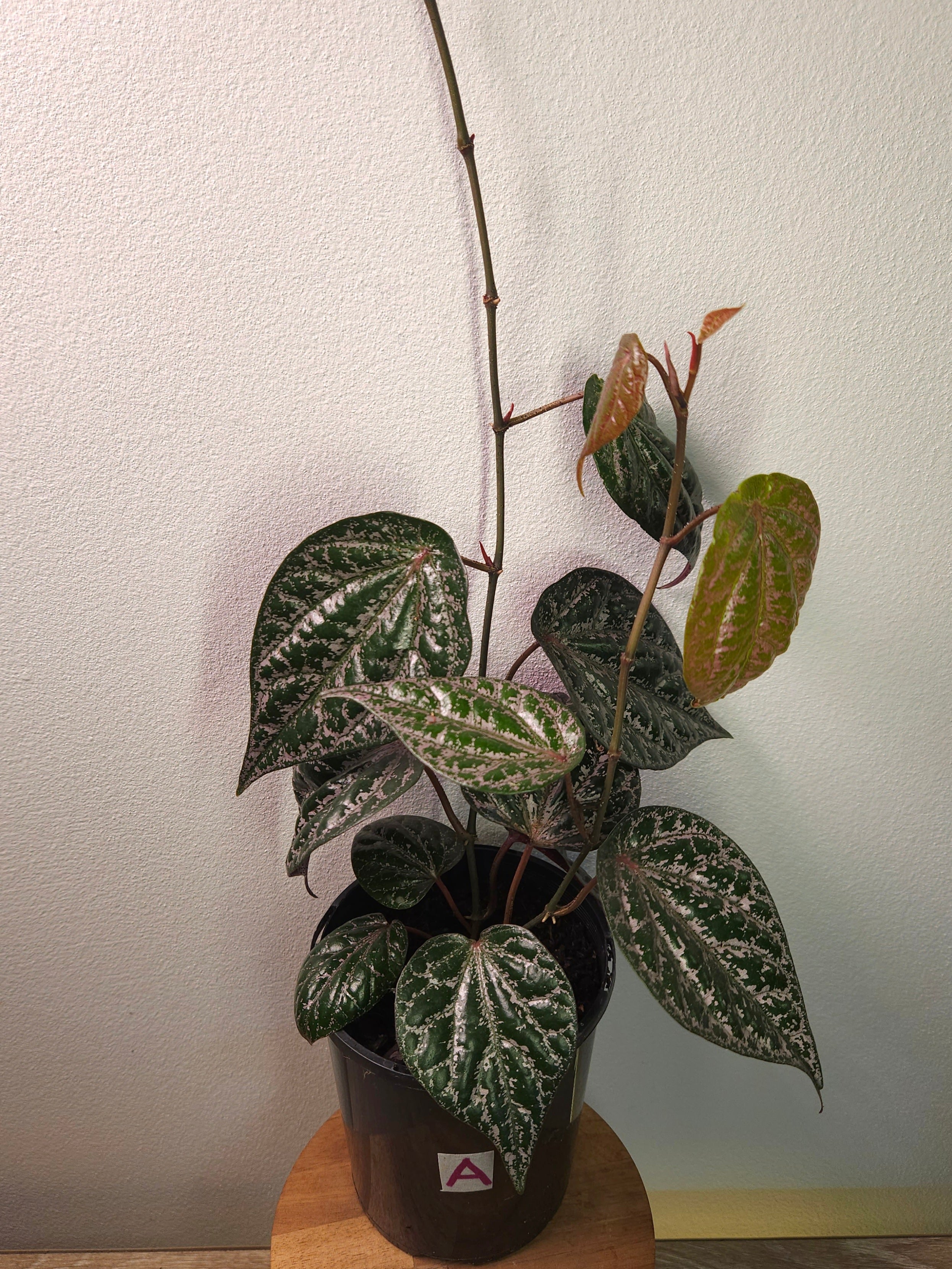 Piper Ornatum/Crocatum