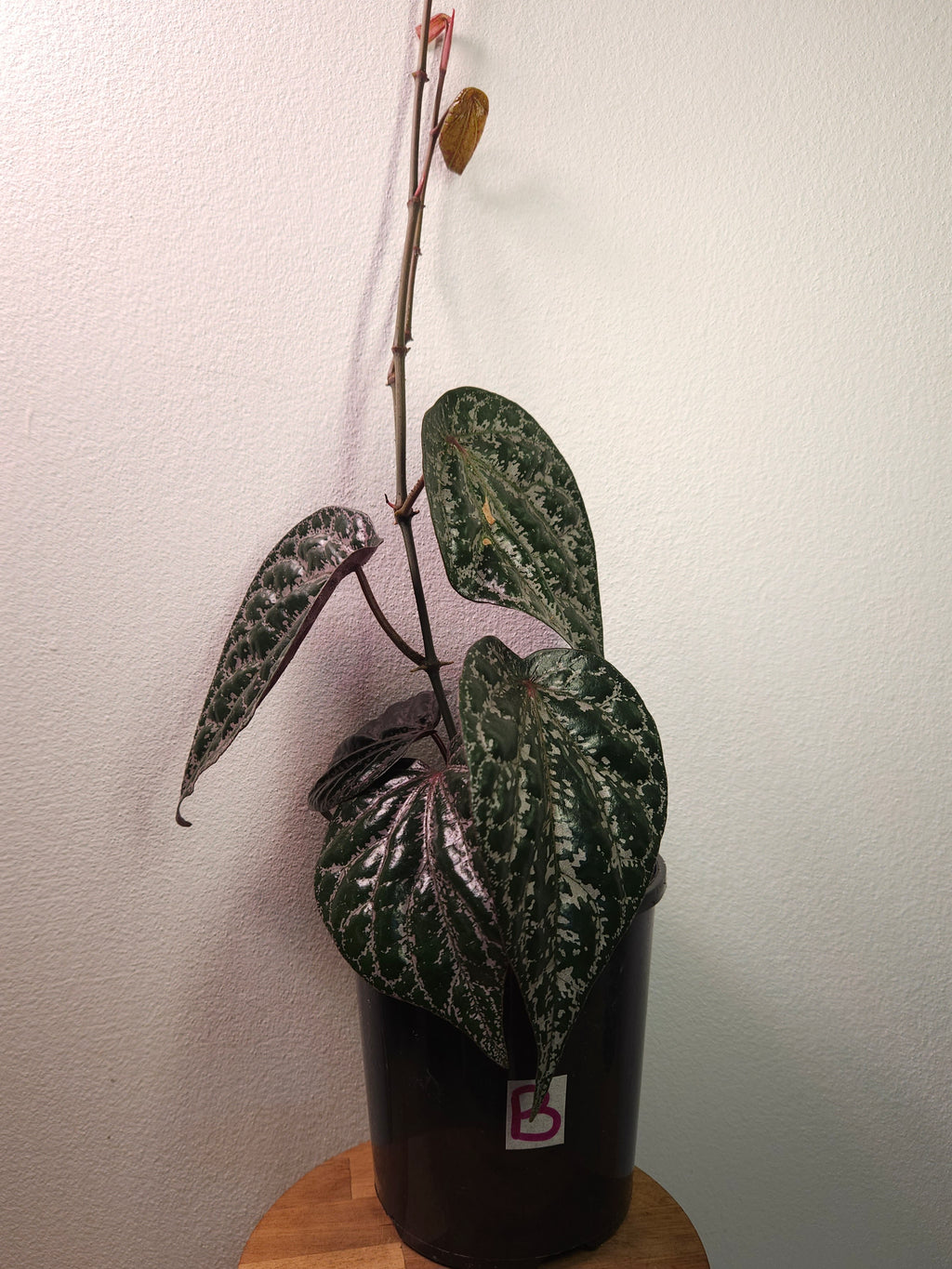 Piper Ornatum/Crocatum