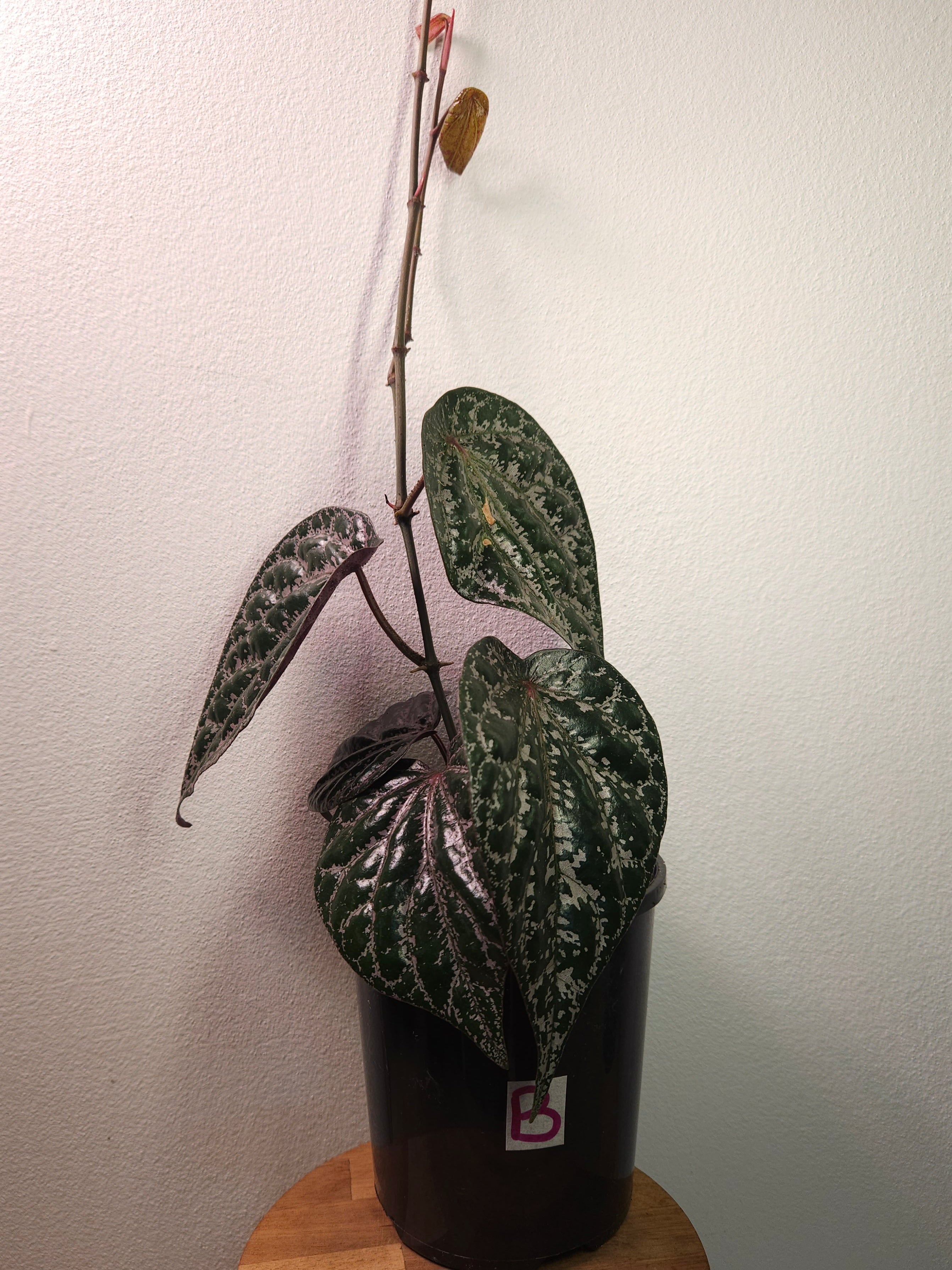 Piper Ornatum/Crocatum