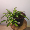 Hoya Wayetii