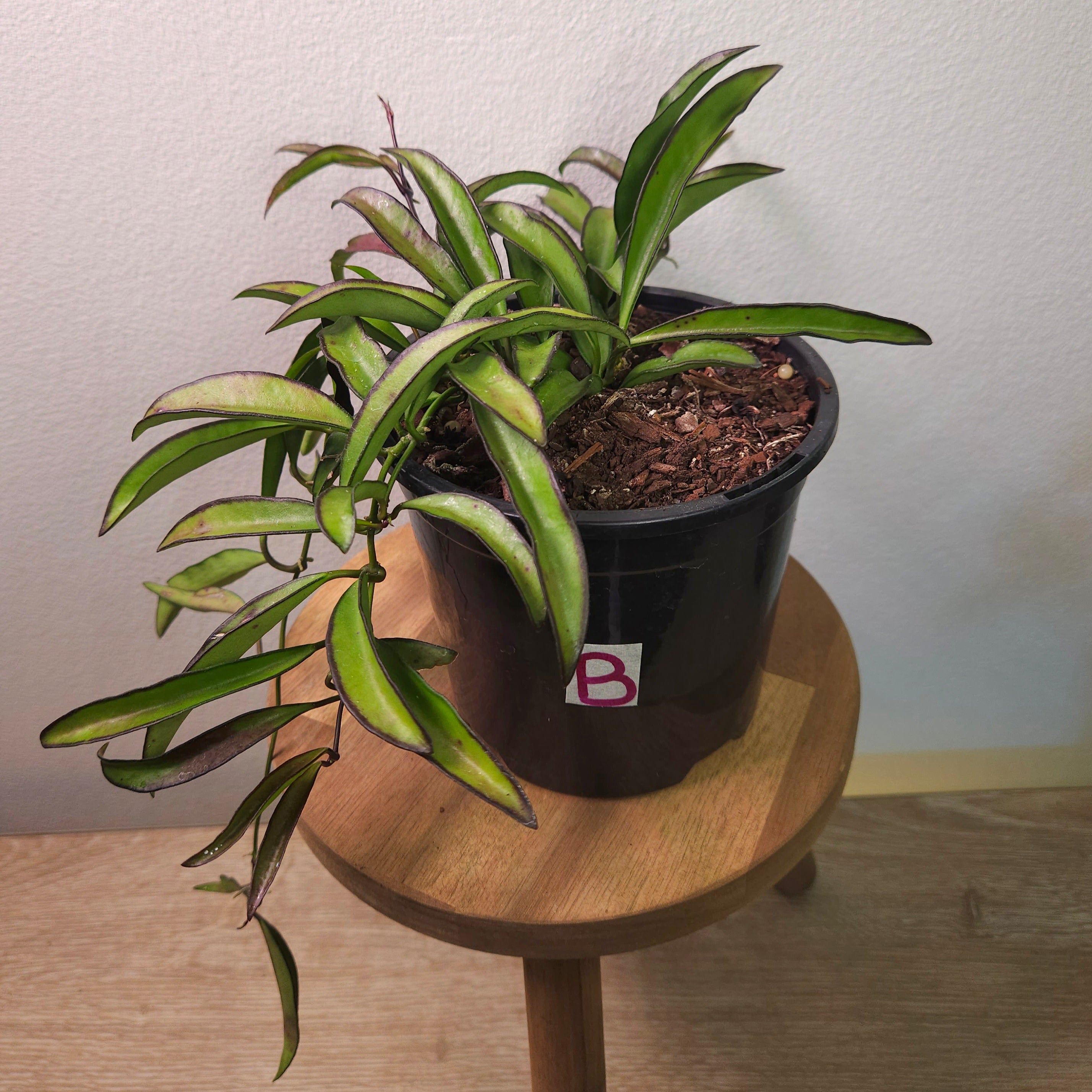Hoya Wayetii
