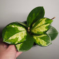 Hoya Australis ‘Lisa’ Variegated - 4 flower spikes