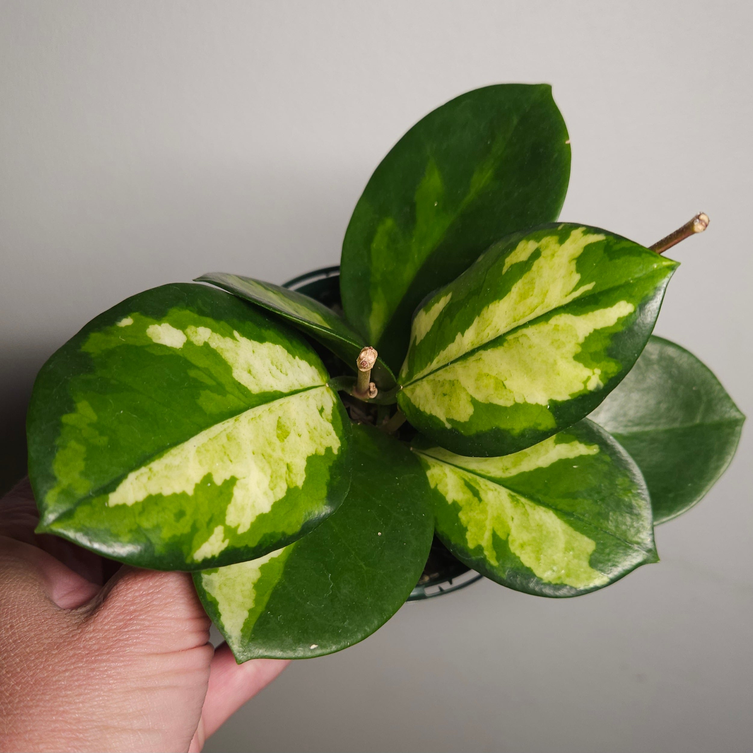 Hoya Australis ‘Lisa’ Variegated - 4 flower spikes