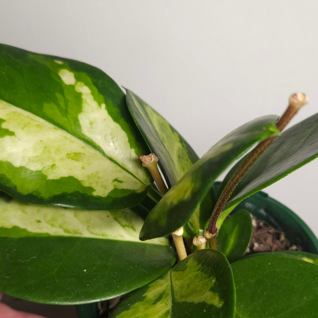 Hoya Australis ‘Lisa’ Variegated - 4 flower spikes
