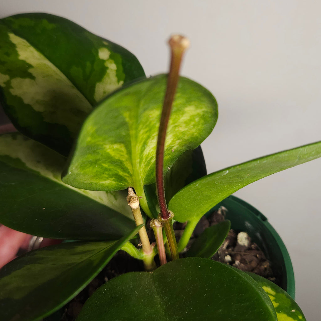 Hoya Australis ‘Lisa’ Variegated - 4 flower spikes