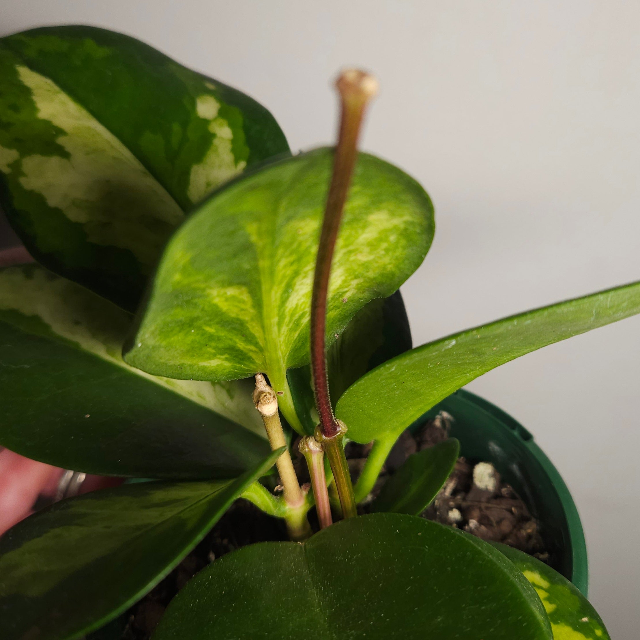 Hoya Australis ‘Lisa’ Variegated - 4 flower spikes