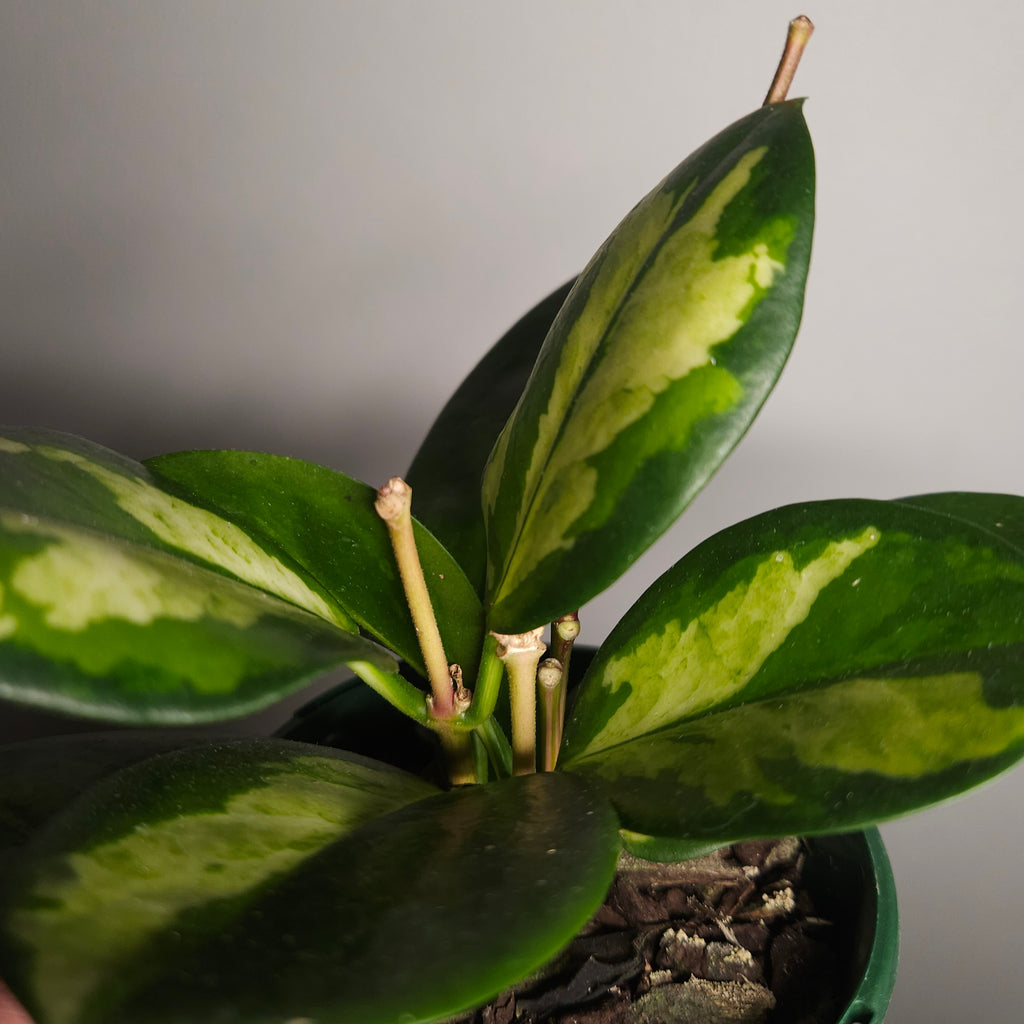 Hoya Australis ‘Lisa’ Variegated - 4 flower spikes
