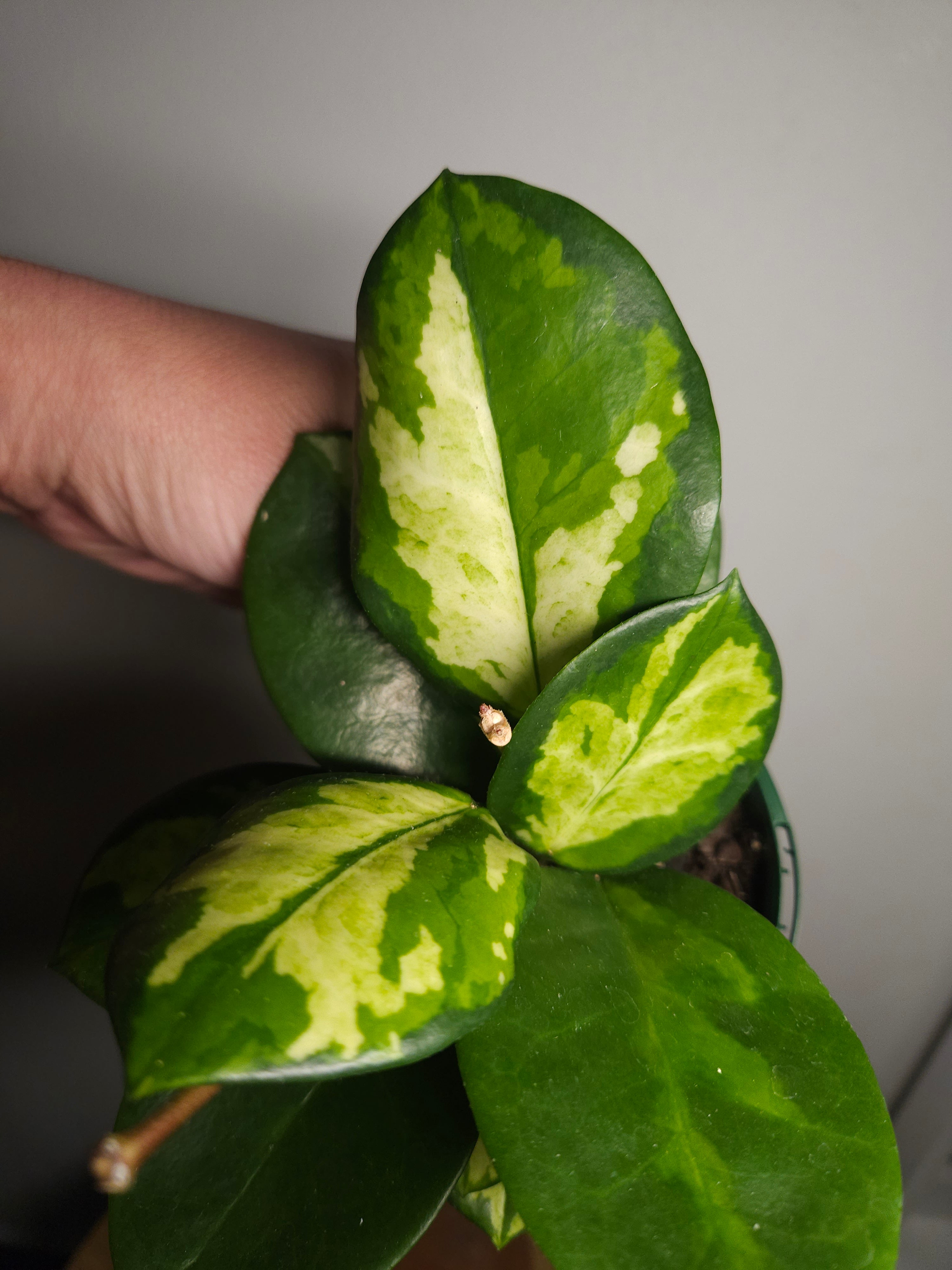 Hoya Australis ‘Lisa’ Variegated - 4 flower spikes