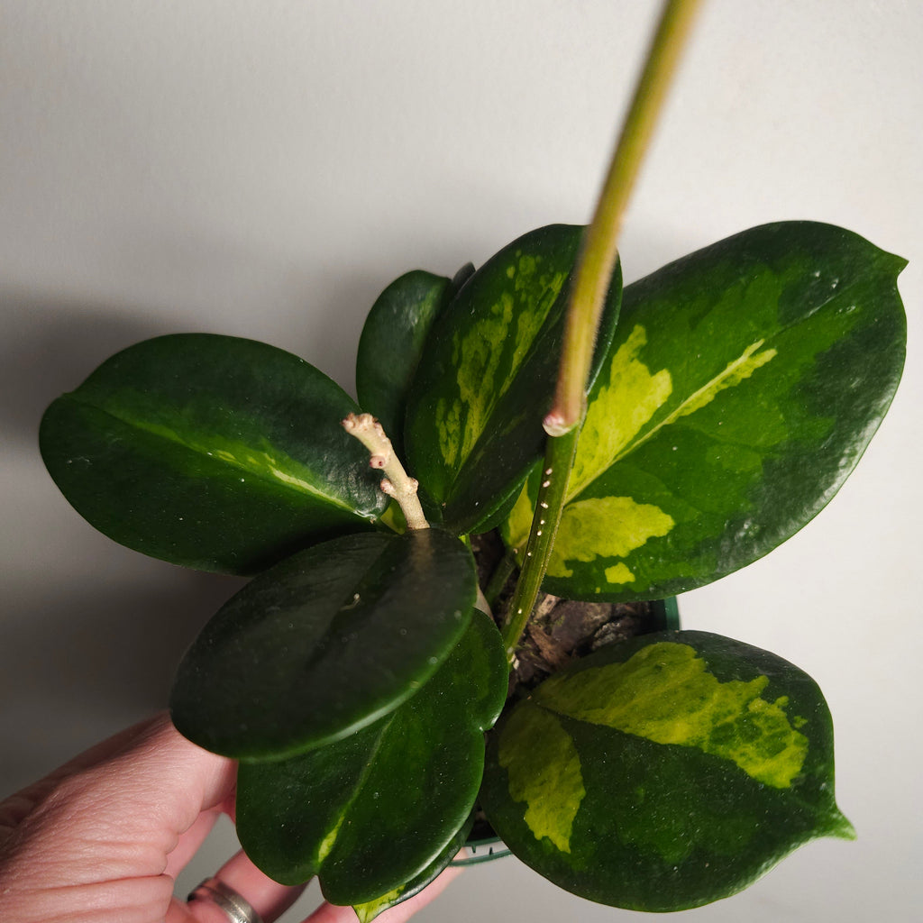 Hoya Australis ‘Lisa’ Variegated