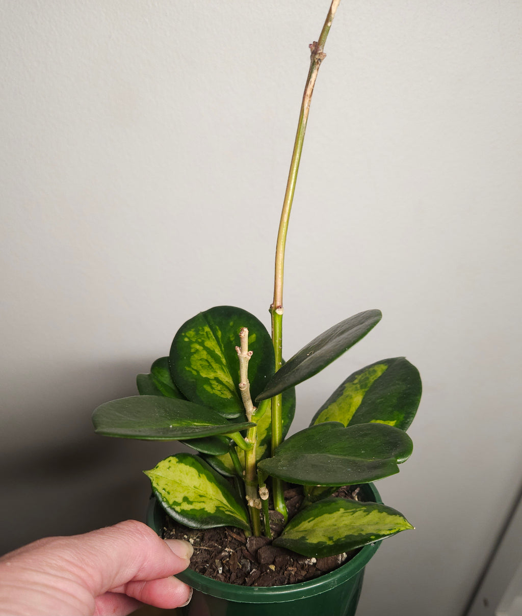 Hoya Australis ‘Lisa’ Variegated