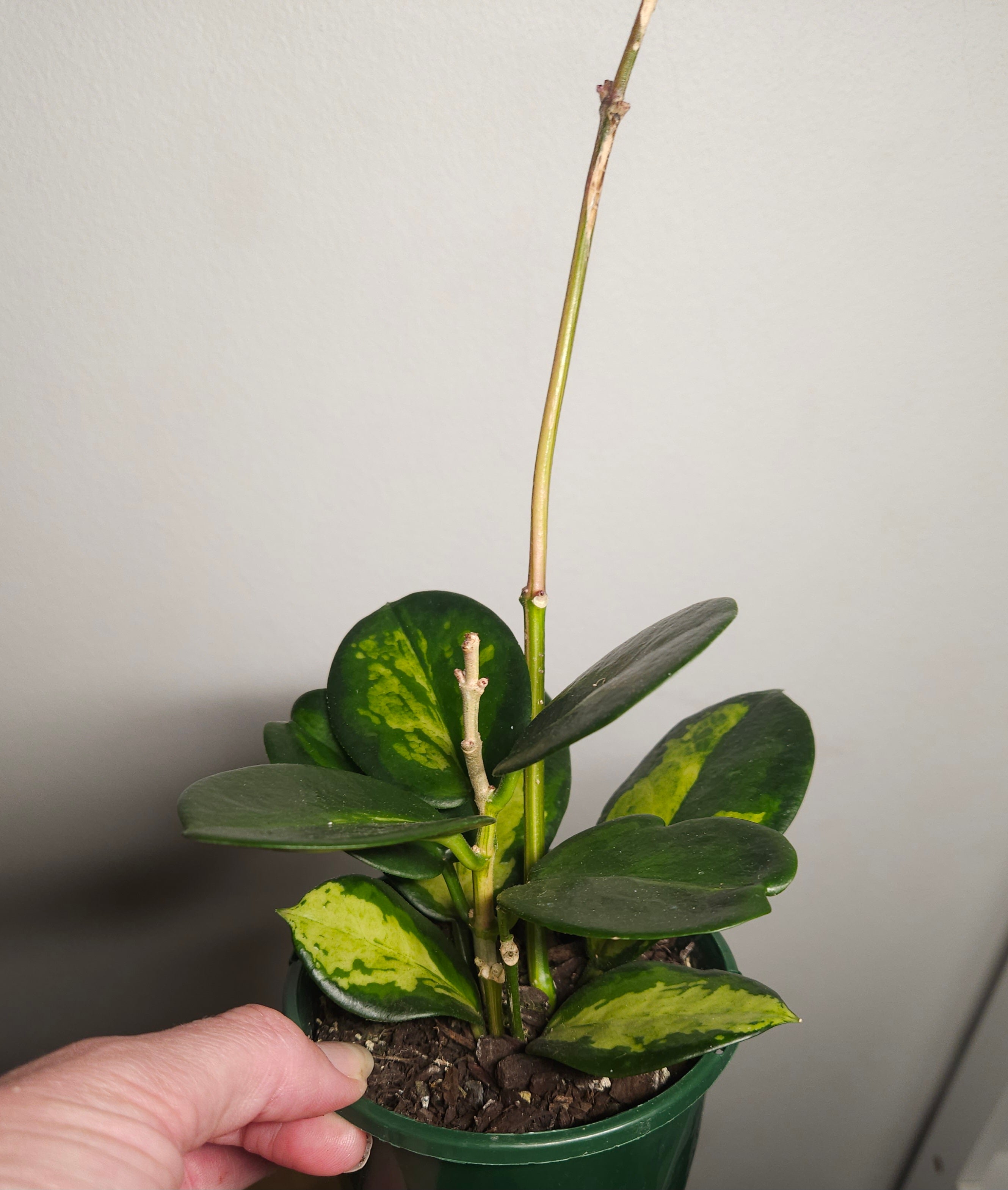 Hoya Australis ‘Lisa’ Variegated
