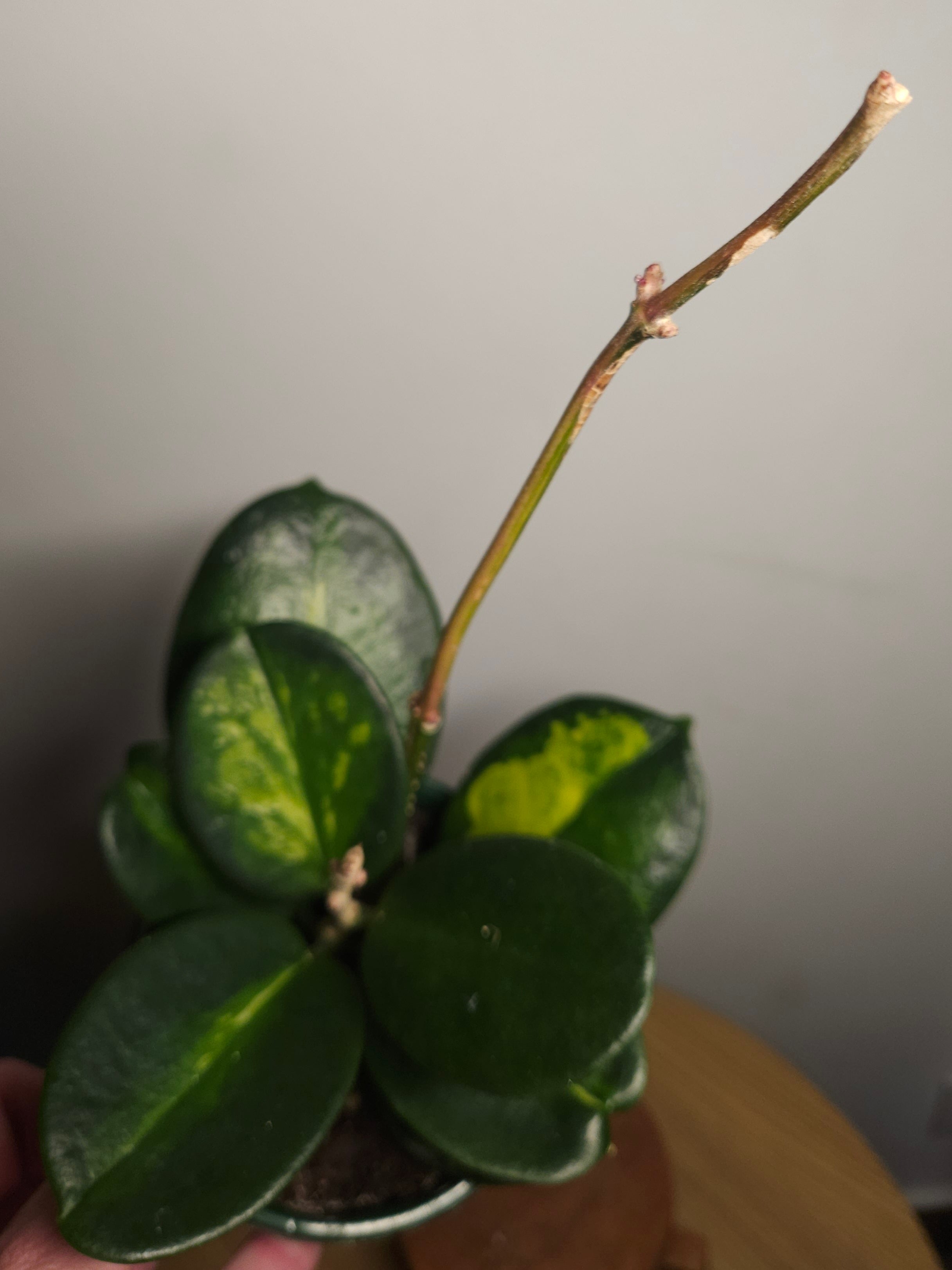 Hoya Australis ‘Lisa’ Variegated