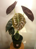 Alocasia Cuprea | ‘Red Secret’