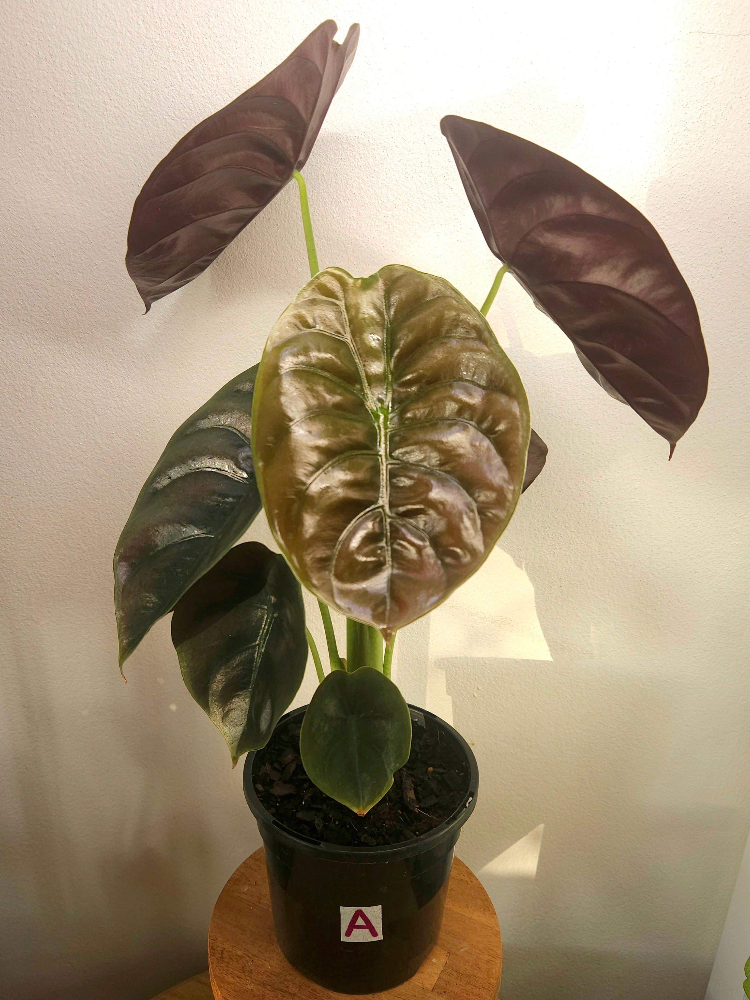 Alocasia Cuprea | ‘Red Secret’