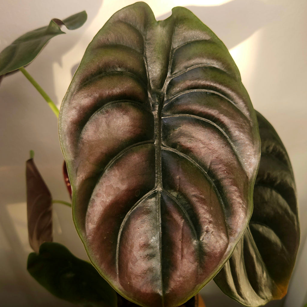 Alocasia Cuprea | ‘Red Secret’