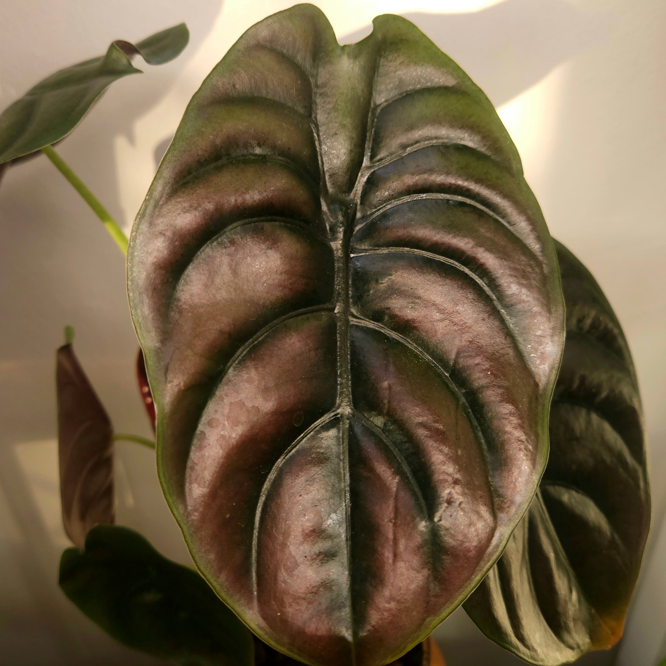 Alocasia Cuprea | ‘Red Secret’