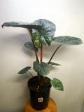 Alocasia ‘Yucatan Princess’ – Bold Tropical Statement Plant