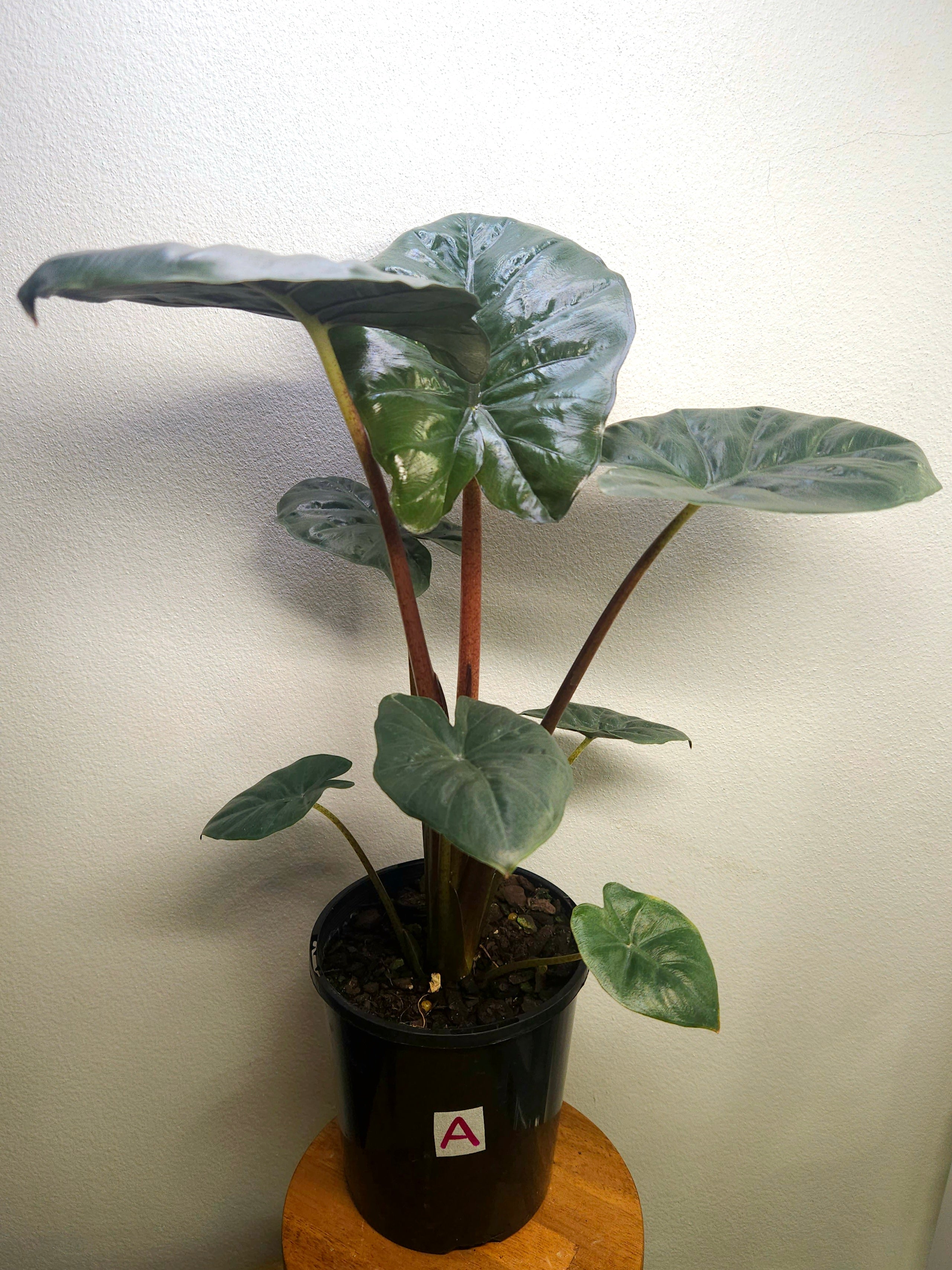 Alocasia ‘Yucatan Princess’ – Bold Tropical Statement Plant