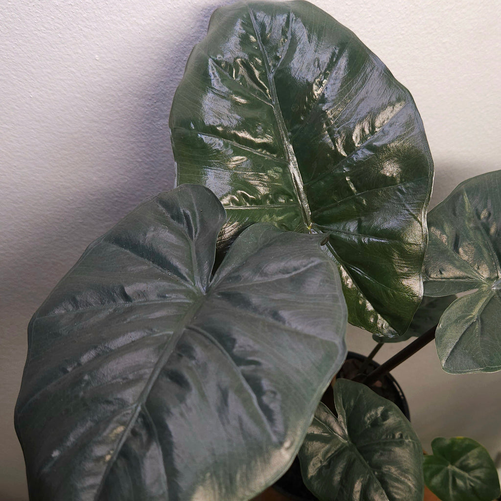 Alocasia ‘Yucatan Princess’ – Bold Tropical Statement Plant