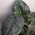 Alocasia ‘Yucatan Princess’ | Bold Tropical Statement Plant