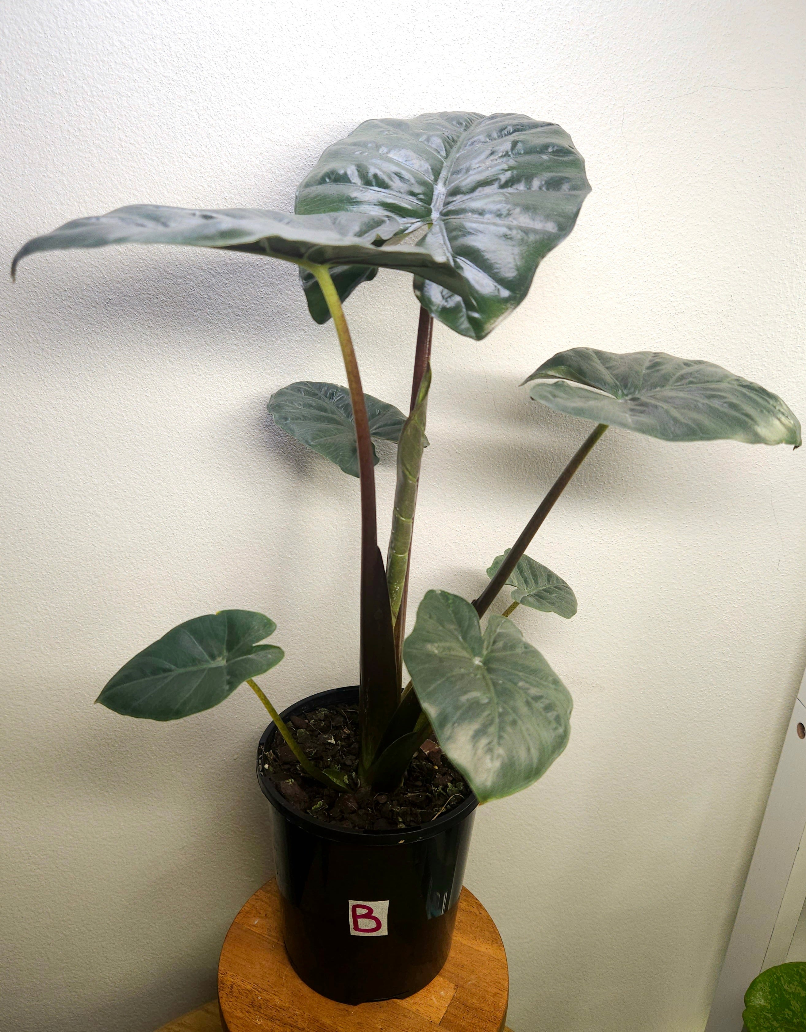 Alocasia ‘Yucatan Princess’ – Bold Tropical Statement Plant