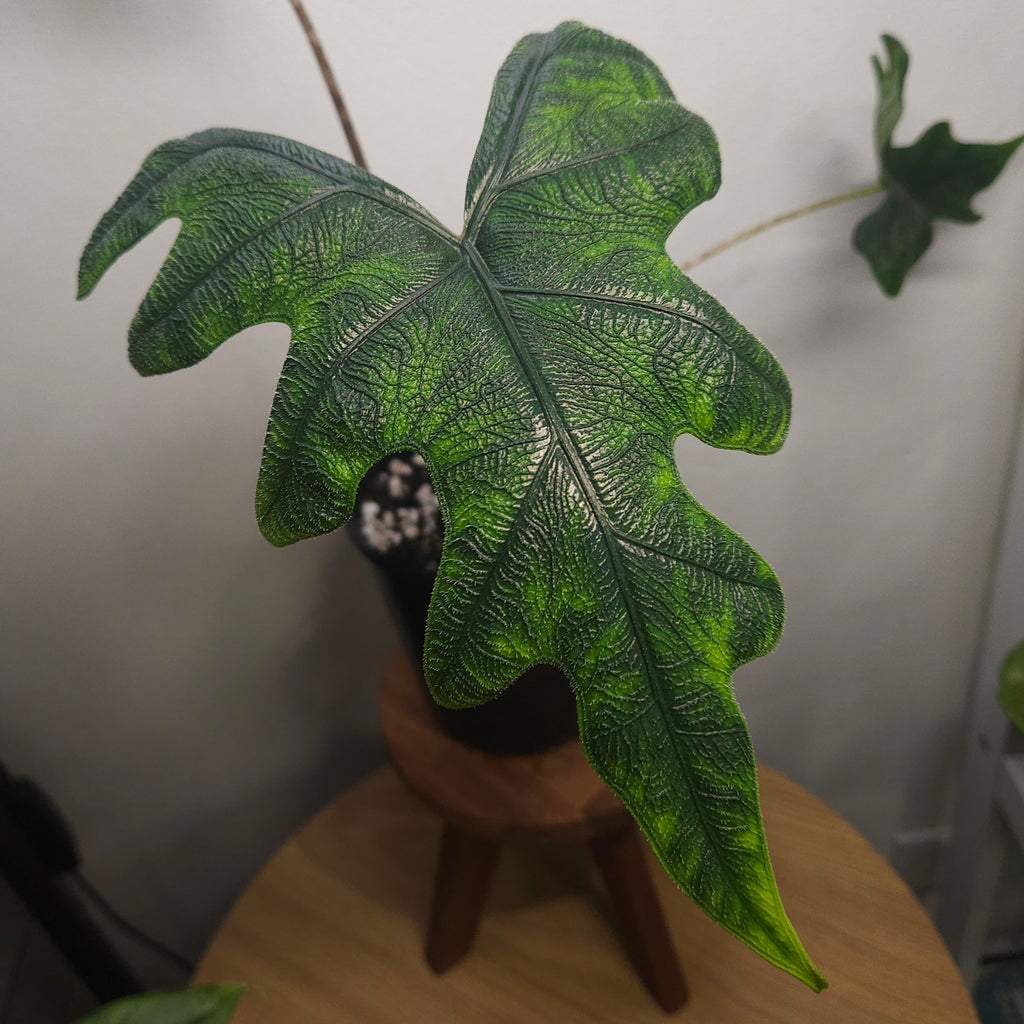 Alocasia Jacklyn – Rare Textured Leaf Alocasia